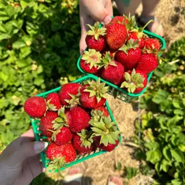 Berry-Picking-farms-Durham-Tourism.jpg