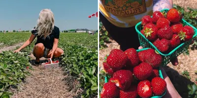 Berry-Picking---Blog-Cover-1.png