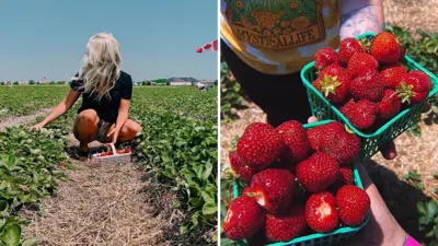 Berry-Picking---Blog-Cover-1.png