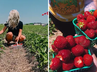 Berry-Picking---Blog-Cover-1.png